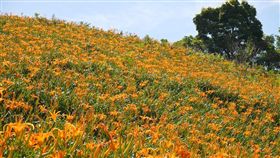 台東,太麻里,金針花海,金針山（圖／攝影者nhchang03, Flickr CC License）https://goo.gl/DHrYiE