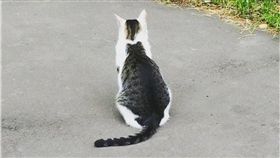 貓,花紋,毛孩,喵星人,推特　圖／翻攝自推特