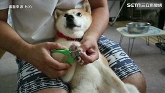 柴柴剪指甲　先學貓叫下一秒眼神死