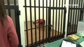 就在眼前1公尺…酒駕男拘留室自殺　值班員警竟渾然不覺
SOT