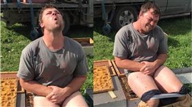 蜜蜂,屁股,蜂箱,打賭,Jamie Grainger,紐西蘭　圖／翻攝自YouTube