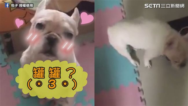 毛孩量體重教不會　無辜表情笑翻網友
