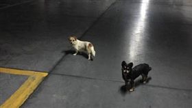 中國大陸為辦金磚廈門全城捕狗（微博　http://s.weibo.com/weibo/%25E9%2587%2591%25E7%25A3%259A%25E6%258D%2595%25E7%258B%2597&Refer=STopic_box）