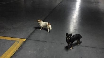 心酸 中國為辦金磚 廈門全城捕狗 網友超唾棄 國際 三立新聞網setn Com