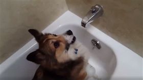 狗,寵物,洗澡,柯基,浴室,浴缸（圖／翻攝自ThatPetLife 臉書）
