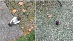 美國紐約,鴿子,扭斷鴿子頭（圖／翻攝自推特）