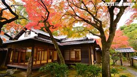 日本神奈川縣楓紅,楓葉。（圖／神奈川縣台灣觀光推廣辦公室提供）