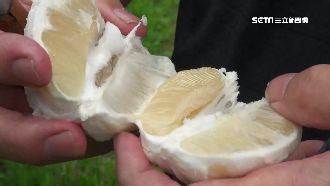 文旦果肉像魚翅　一斤五百一年前預購