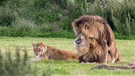 淡定,母獅,公獅,斷背山,尷尬,英國,交配,男男,同行,行為,Russ Bridges,公園　圖／翻攝自YouTube https://goo.gl/3Vf9zz