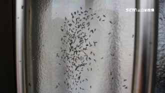 嘉義恐怖飛蟻大軍　居民難回家躲賣場