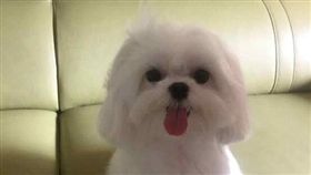 戴先生愛犬瑪爾濟斯送寵物店美容卻被搞丟。（圖／翻攝臉書桃園人）