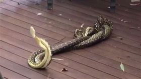 鑽石蟒,蛇,圖／Lake Macquarie Snake Catcher臉書