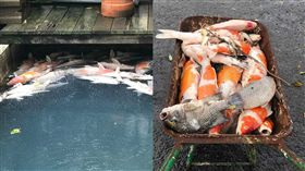  金山天籟社區錦鯉全暴斃 圖／北海岸全民聯盟公社