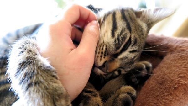 新手飼主心聲！貓咪老是愛咬主人手？