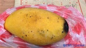 高雄市衛生局今（4）天公布106年中元節祭祀食品抽驗結果，高雄市美濃區阿仁水果行的散裝芒果，檢出百滅寧0.166 ppm（標準:不得檢出）。（圖／高雄市衛生局提供）