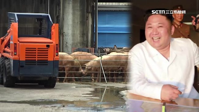 愛台灣豬、高冷蔬菜　金正恩重金禮聘