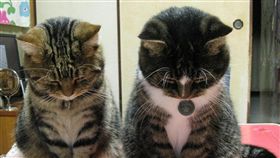 喵星人打架被逼道歉　網友齊聲援：趕快抱緊處理！（圖／翻攝自《貓咪也瘋狂俱樂部 CrazyCat club》臉書）