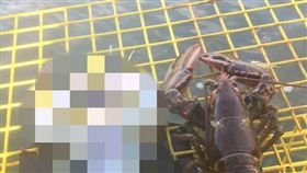 龍蝦,白龍蝦,白化症,白子(臉書)