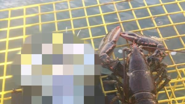 億分之一機會　漁民獲「絕美白龍蝦」