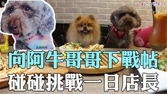 向阿牛哥哥下戰書　碰碰挑戰一日店長