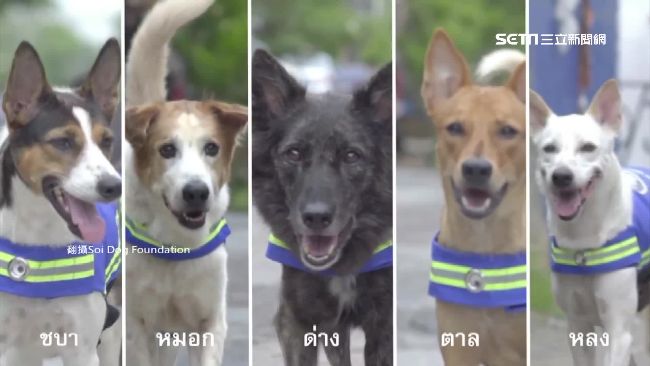 流浪犬變身街頭警衛　綁錄影機夜巡