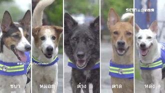 流浪犬變身街頭警衛　綁錄影機夜巡