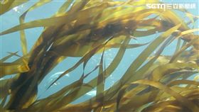 昆布,染髮劑,日本,商機,染髮,營養,嗆鼻,利尻

業配