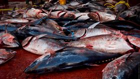 16:9
捕撈 捕魚
（圖／攝影者TheAnimalDay.org, Flickr CC License）
https://flic.kr/p/bT9UPR