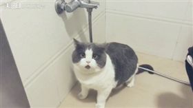  貓咪班爺。（圖／翻攝自美拍）