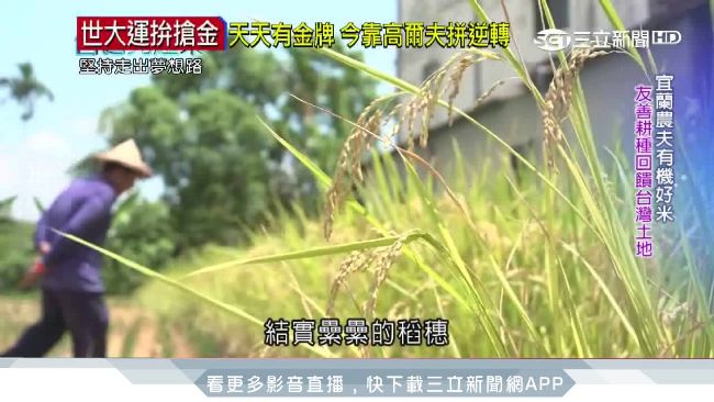 宜蘭小農友善耕種　有機米契作創三贏