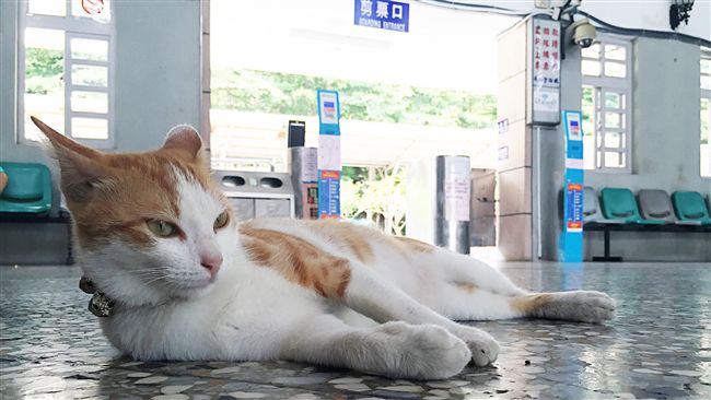 貓咪火車站為家　可愛模樣彷彿貓站長