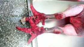 紅羽土雞染禽流感　北市：全數銷毀