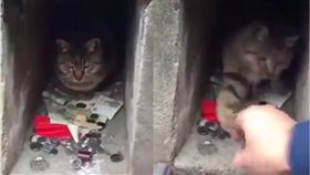 貓,毛小孩,招財貓,喵星人　圖／翻攝自臉書