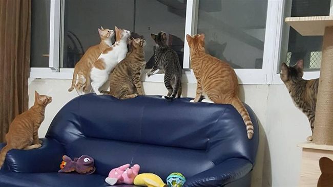 喵星人半夜看窗外　網友中元節嚇噴