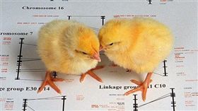 小雞,雛雞（圖／翻攝自維基百科）