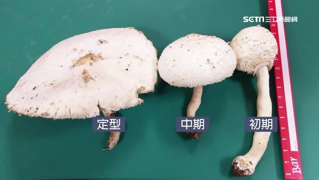 白米試毒無效！誤食綠褶菇3人急送醫