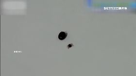 ~日蠢官放蟲1600