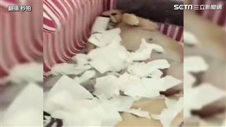 毛小孩做錯事　主人一聲令下乖乖就範