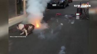 狗界寒單爺？汪星人興奮踩炮毫髮無傷