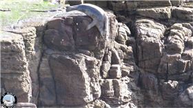 海豹,遊客,拍照,逃跑,懸崖,英國,St.Mary’s Island　圖／翻攝自臉書