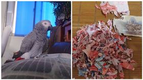 鸚鵡化身「碎紙機」　千元鈔慘變紙花
圖/翻攝自爆廢公社臉書