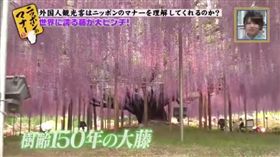 台灣,女遊客,員工旅遊,紫藤花,拍照。（圖／翻攝自Dailymotion）