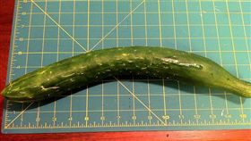 小黃瓜。▲圖／攝影者Miriam Lueck Avery, flickr CC License（https://www.flickr.com/photos/myrlueck/7868870006/）