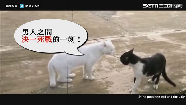影／貓咪對決一觸即發！結局網友大笑