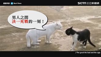 影／貓咪對決一觸即發！結局網友大笑