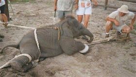 去泰國玩不要再騎大象跟看大象表演了／「我在泰國天氣晴」臉書