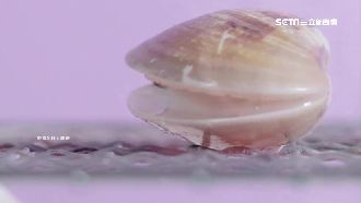 將迎16周年！SHE曝光蛤蜊影片