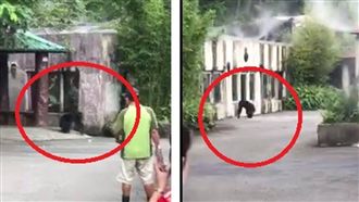 木柵動物園猩猩「逃獄」　嚇壞遊客