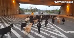 台灣也有牧羊人！苗栗夫婦牧羊　罕見景象引網友熱議（圖／翻攝自YouTube）