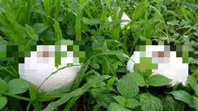  雞肉絲菇,Macrolepiota albuminosa,雞菌,蟻巢傘,奶頭(臉書 https://www.facebook.com/cin0613/photos/a.1742018362781671.1073741830.1738462233137284/1742022939447880/?type=3&theater)